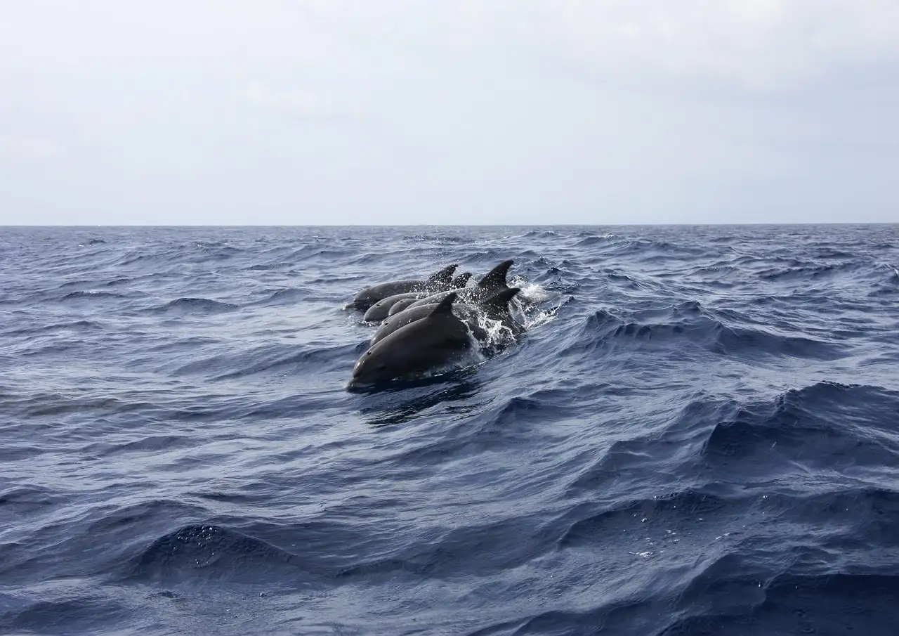 Two dolphins surfacing side by side in choppy gray-blue water