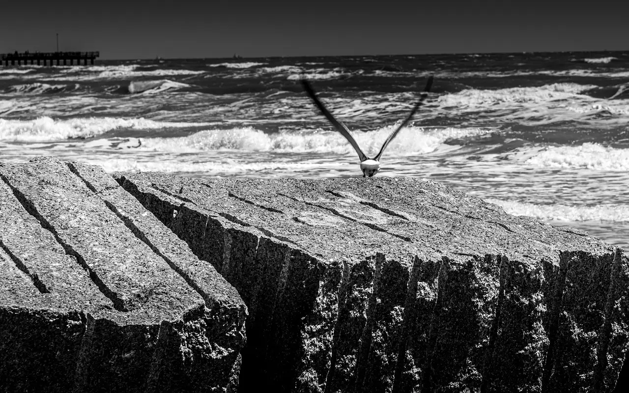 Waves breaking against a stone seawall, with a gull flying low, in black and white