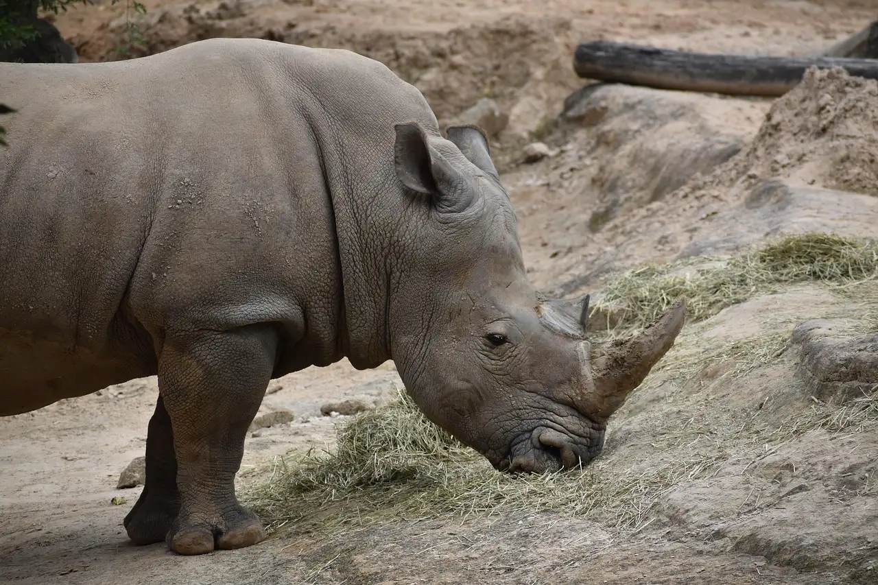 A white rhino eating hay in its enclosure at the Houston Zoo
