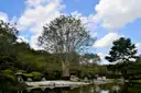 A stone lantern and a pond under tall trees in the Japanese Garden in Hermann Park