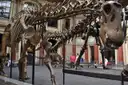Long-necked dinosaur skeletons on display in a museum hall