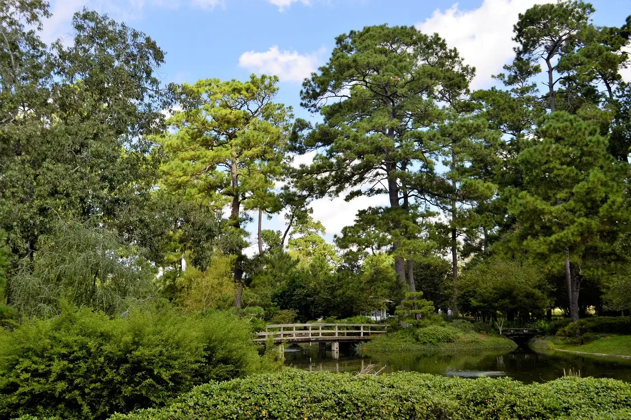 The Japanese Garden in Hermann Park, with pines and a small wooden bridge over a pond