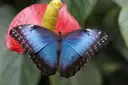 A blue morpho butterfly resting on a red flower