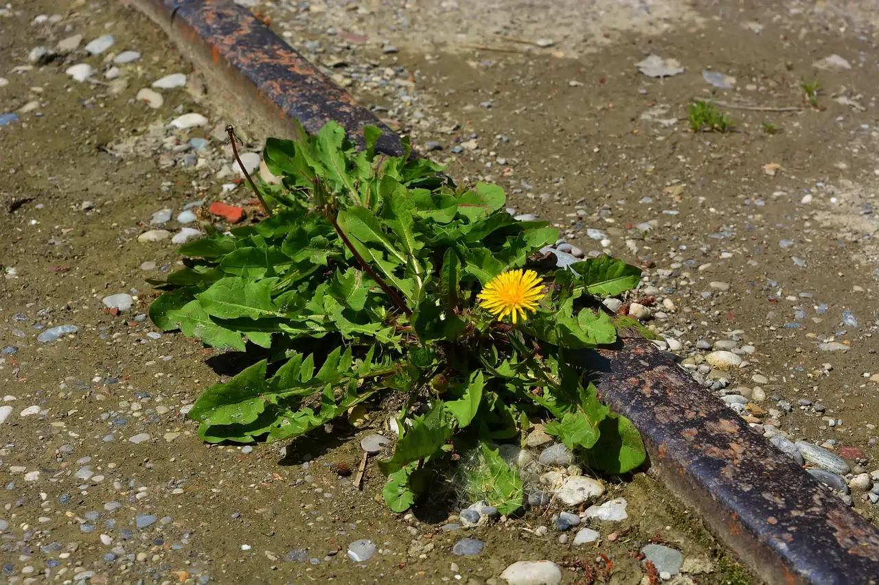 A small plant growing from the gravel of a former barrack site at Dachau