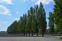 The row of poplars along the camp road at the Dachau memorial site
