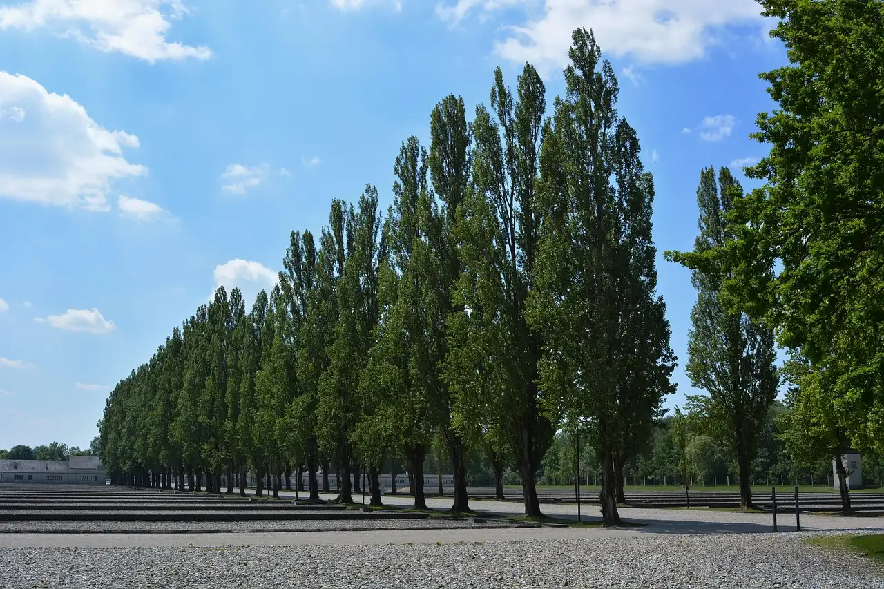 The row of poplars along the camp road at the Dachau memorial site