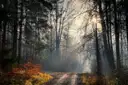 A misty forest path with autumn leaves and tall trees
