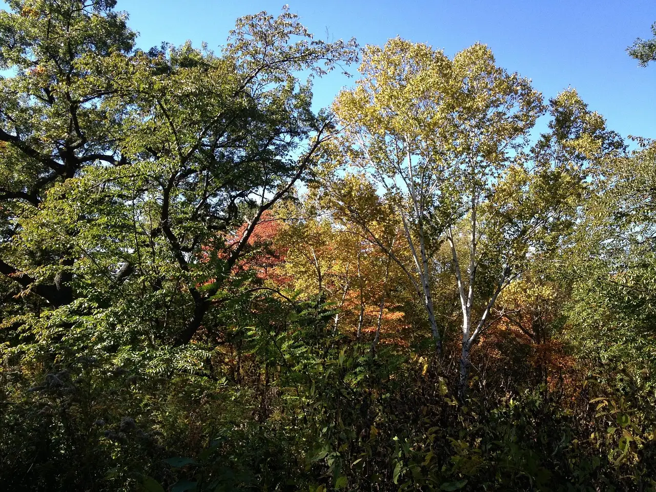 Green and yellow-gold leaves on tall trees and bare branches against a blue sky in a Toronto park.