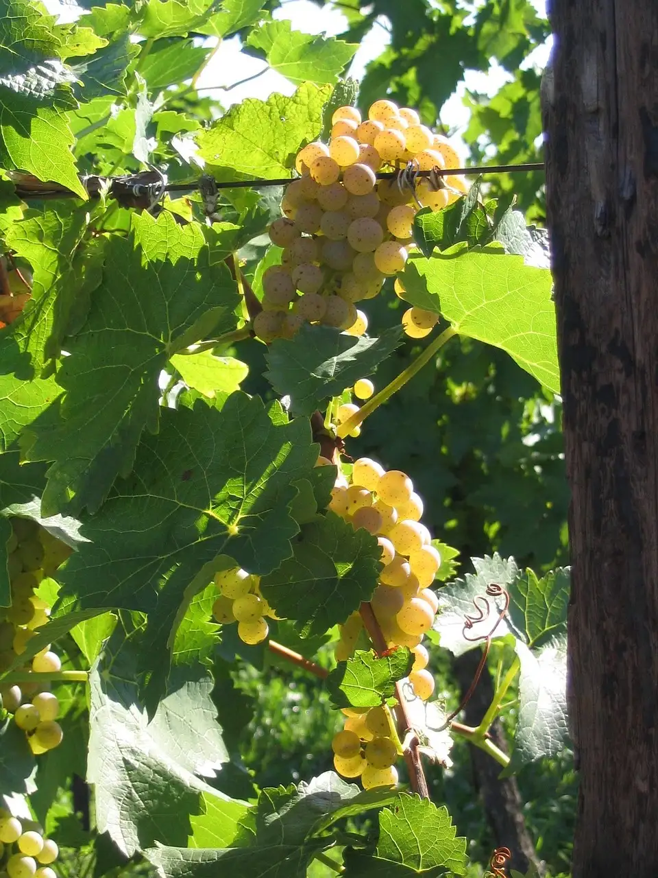 Sunlit bunches of white grapes on the vine in Niagara wine country