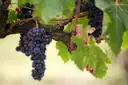 Bunches of dark grapes hanging from an old grapevine
