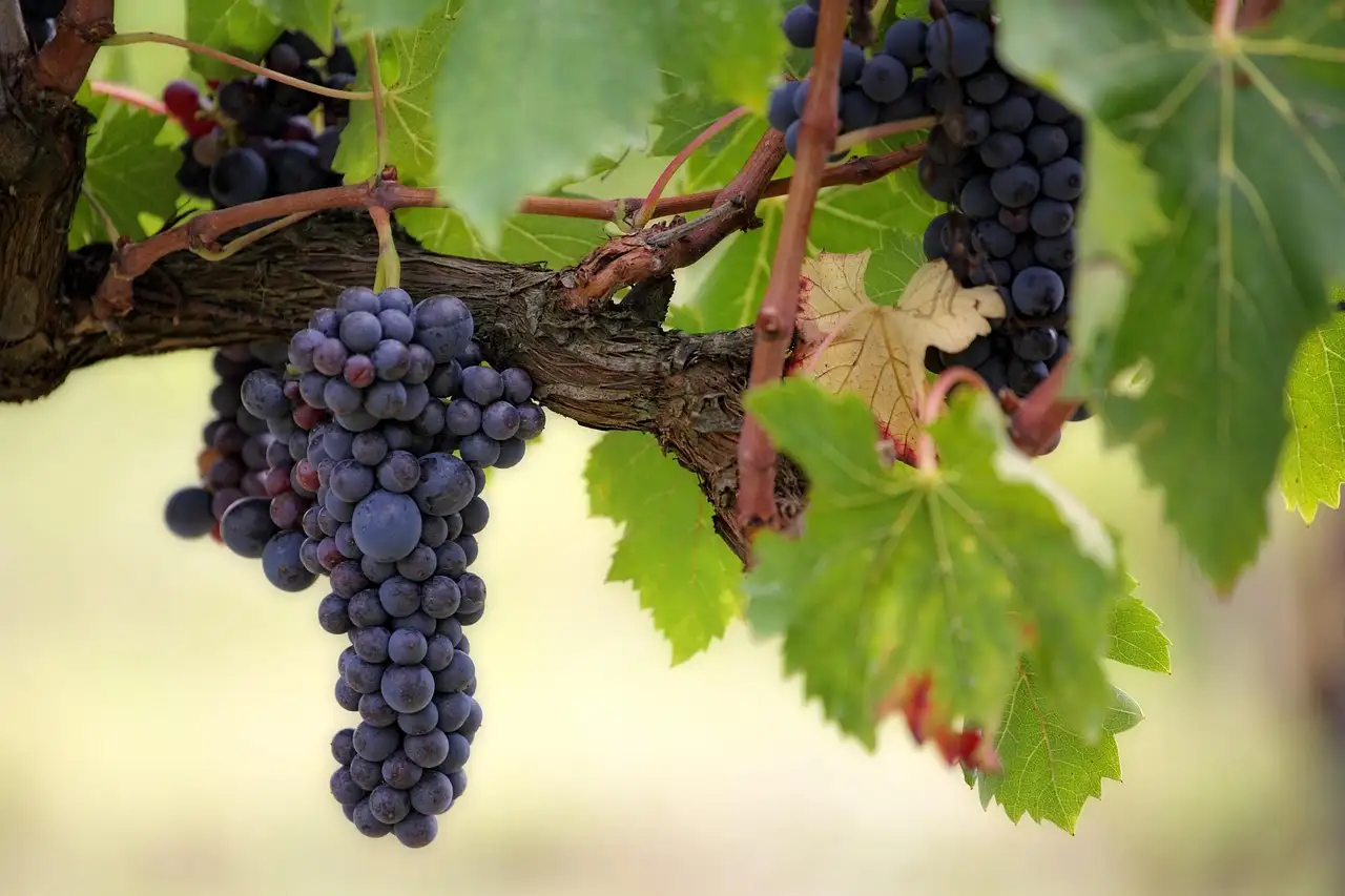 Bunches of dark grapes hanging from an old grapevine