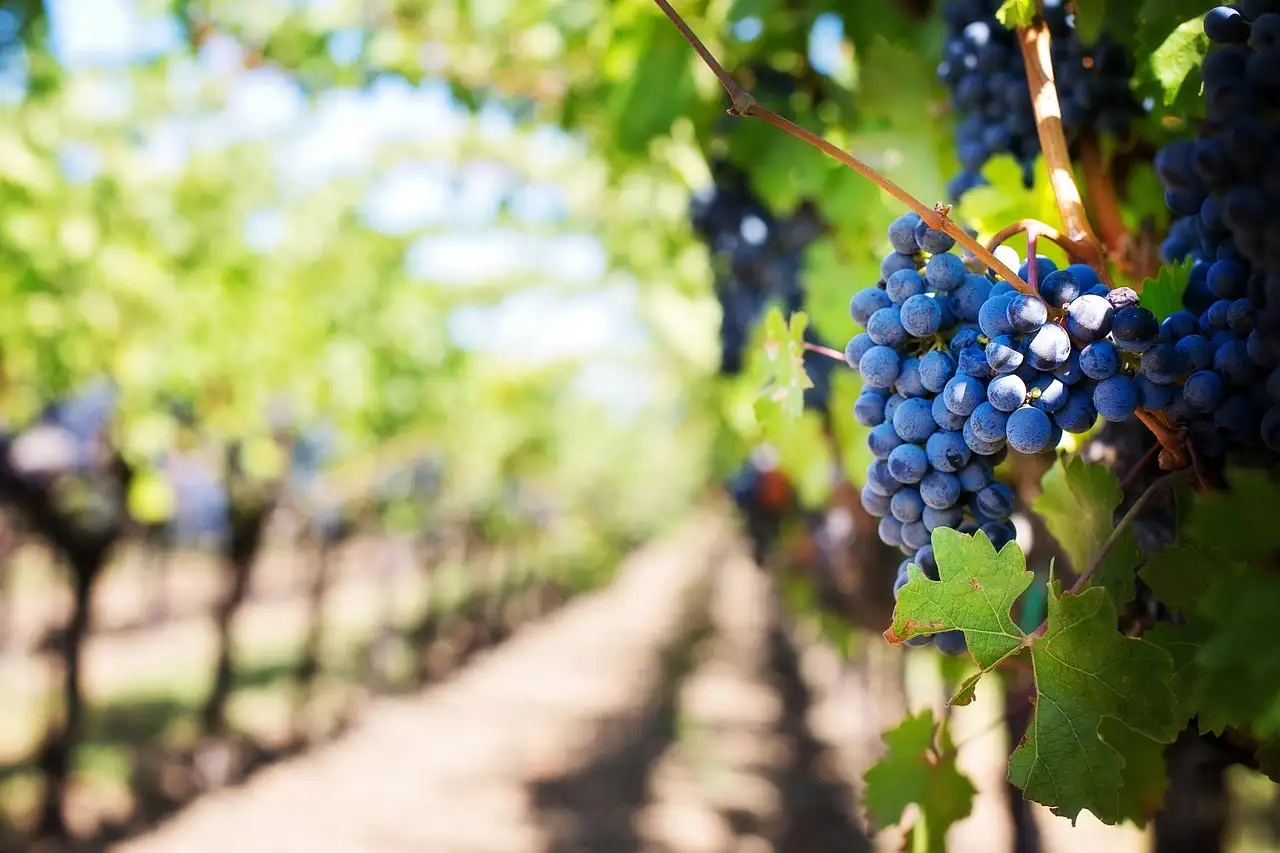 Dark grapes on a row of vines in a vineyard