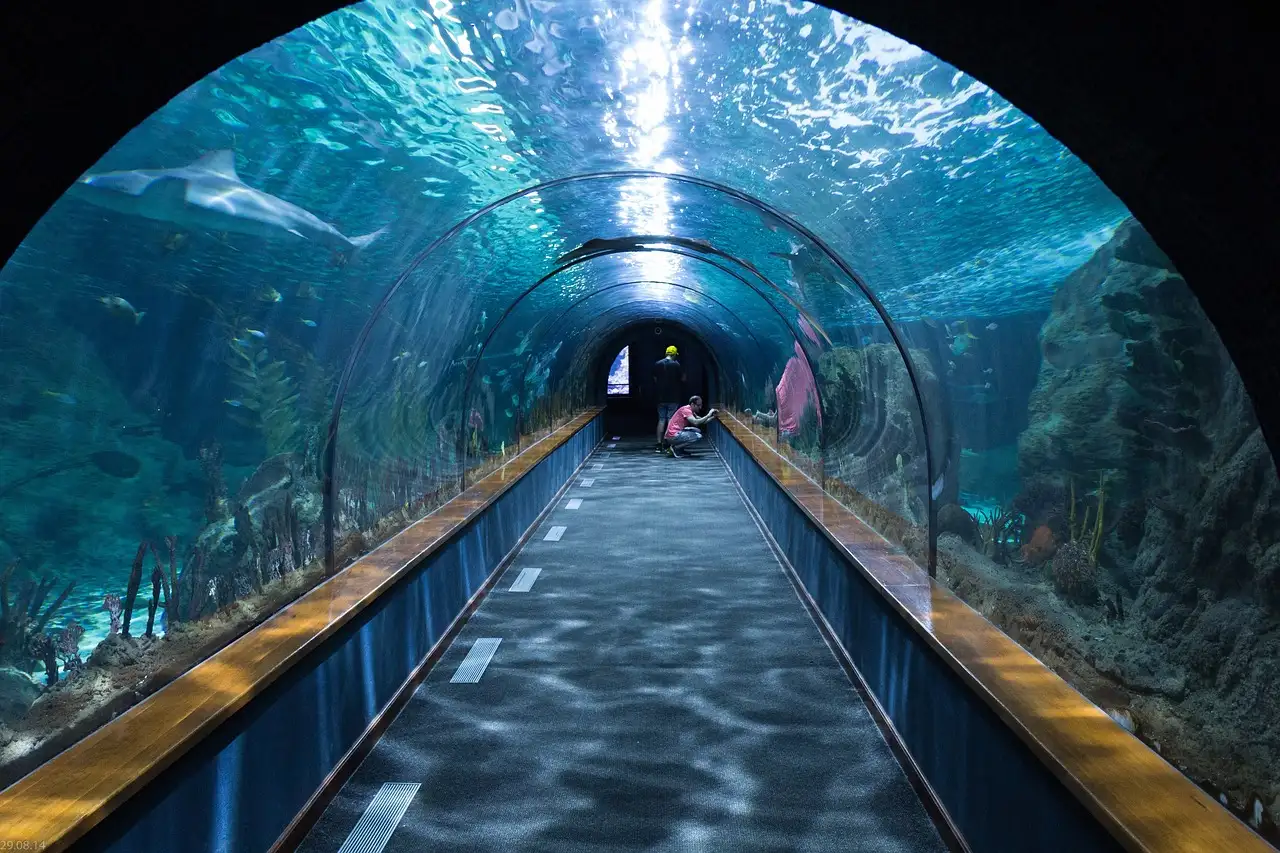A glass underwater tunnel with a moving walkway, with sharks and fish swimming overhead