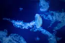 Pale jellyfish with long trailing tentacles glowing in deep blue water