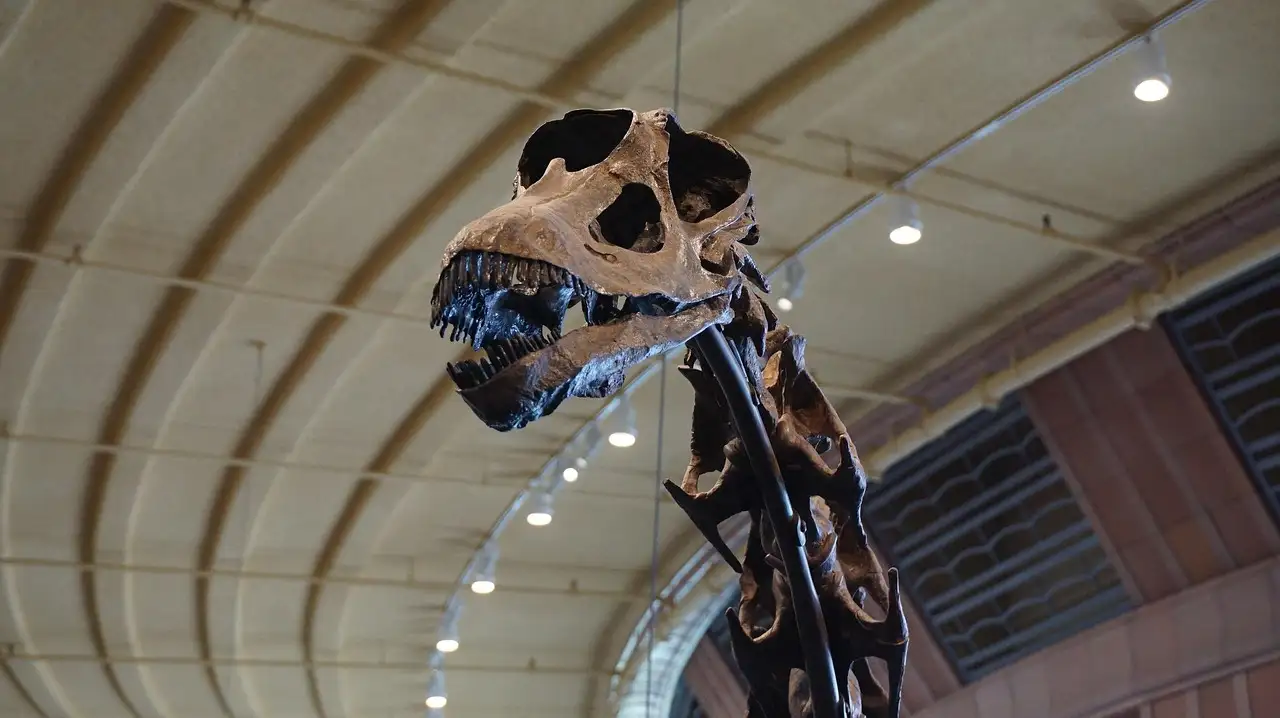The skull and long neck of a sauropod dinosaur skeleton in a museum hall