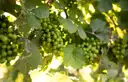 Bunches of green grapes on a vine in sunlight
